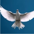 How To Maintain The Anointing (Audio CD)